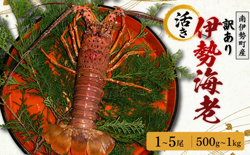 
                  選べるサイズ！ 訳あり 活き 伊勢海老 約500g～約1㎏ (冷蔵) / 海鮮 海の幸 海老 伊勢海老 伊勢えび BBQ 刺身 焼き物 お味噌汁 鍋 魚介類 刺身 刺し身 国産 産地直送 いせえび 鍋 ebi iseebi 40000円以下 四万円以下 海宝水産
                