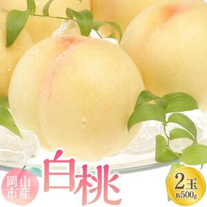 2026年   白 桃   2玉 合計約500g  ｜ 桃