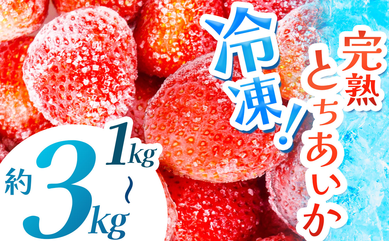 
            【数量限定】【選べるグラム数】 完熟！冷凍とちあいか 約1kg,2kg,3kg |  グラム数 選べる いちご とちあいか 冷凍 冷凍イチゴ スイーツ ジャム スムージー たっぷり 大粒 甘い 美味しい 果物 デザート 栃木県 真岡市 送料無料
          