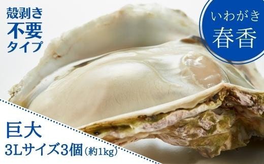 【殻剥き不要】海士のいわがき　殻なし巨大3Lサイズ×3個（960g〜1.2kg）