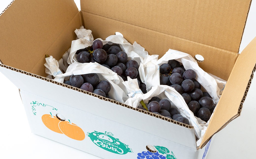 【先行予約】 やまんどん 巨峰 3房から5房 （約2kg）