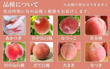 季節の桃 約2kg 5～9玉［ おぶせファーマーズ ］桃 もも モモ ピーチ フルーツ 果物 たまき なつき あかつき 川中島白鳳 なつっこ 川中島白桃 黄金桃 だて白桃 先行予約 長野県産 信州産 