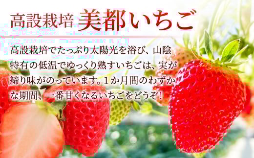 高設栽培でしっかりと太陽光を浴び、山陰特有の低温でゆっくりと熟すいちごは、実が締り味がのっています。