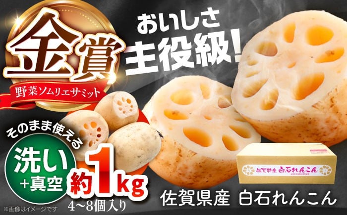 
            【令和7年10月以降発送】【真空れんこん】＜野菜ソムリエサミット金賞受賞＞松尾青果のこだわり白石れんこん 約1kg （4-8個入り）【松尾青果】佐賀県産 農家直送 直送 白石れんこん レンコン 蓮根 根菜 洗いれんこん 野菜 白石町産 高品質 九州 佐賀県 白石町  [IBD016]
          