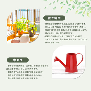 2026年5月中旬～発送【観葉植物】アデニウム・オベスム15cm～25cm (Green Base/016-2056) 南国鹿児島県で育った 観葉植物！植物 鉢付 インテリア 室内 オフィス おしゃれ