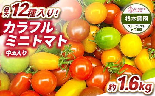 根本農園のカラフルミニトマト 約1.6kg | 野菜 トマト ミニトマト 水切り 濃厚 贈り物 新鮮 ビタミン 美容 健康 ※2026年1月上旬～4月下旬頃に順次発送予定