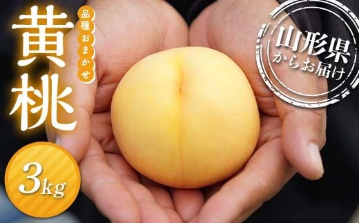 
            ≪先行予約≫2026年度発送 山形県産 黄桃（品種おまかせ） 3kg（8個～14個入り）  もも モモ 桃 デザート フルーツ 果物 くだもの 果実 食品 山形県 FSY-2475
          