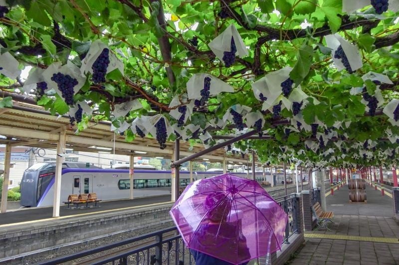 わが国有数の銘醸地、信州しおじりのワインをお楽しみください。