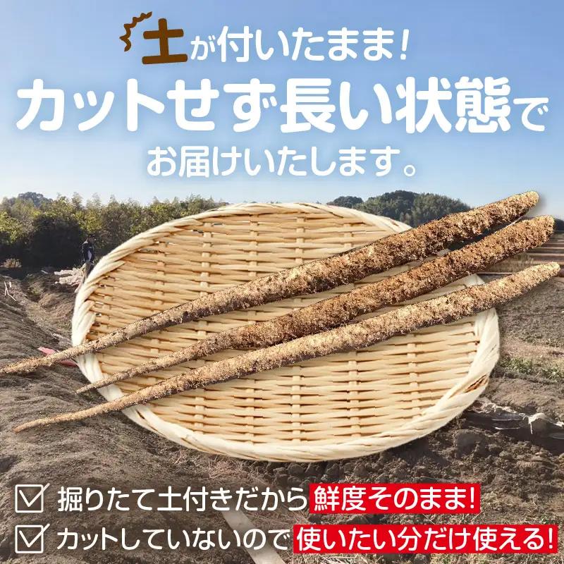 常滑ハッピー自然薯　約2kg