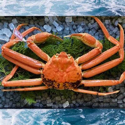 ふるさと納税 北栄町 【先行予約】【蒸し】ブランドタグ付き松葉ガニ大　800〜940g前後　1枚　※11月中旬から順次発送