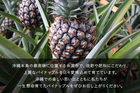 【2026年発送】ハッピーパイン1玉 沖縄県の南部では育たないと言われた幻のパイナップル パイナップル パイン フルーツ 果物 甘い 沖縄