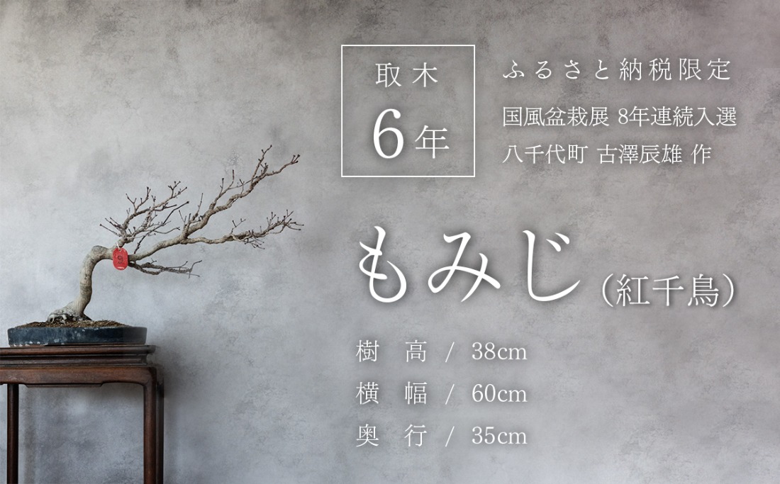 【ふるプレ限定品】【限定】【一点物】【国風盆栽展入選】 山もみじ もみじ （紅千鳥）作家 古澤辰雄 氏