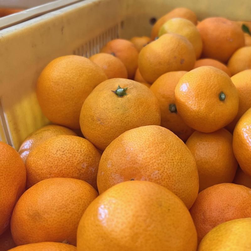 こだわりの樹上完熟有田みかん 約3kg（2S～Lサイズ混合）【先行予約  2025年1月発送予定 】【和歌山県産】【MS7-3】 303446_XD90158