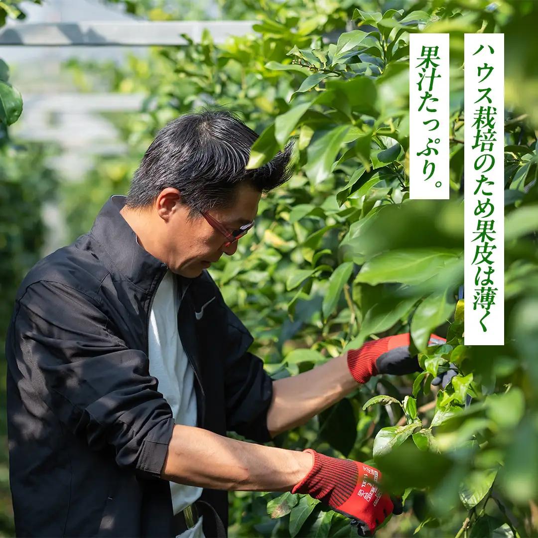 瀬戸内の ハウスグリーン レモン 約3kg【2026年8月以降発送】