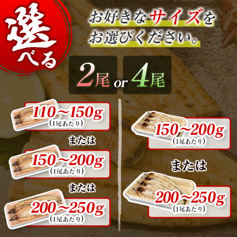 前日配送予約［土用丑の日］尾数 サイズが選べる 国産 うなぎ 白焼き タレ付 ※前日7月25日お届け 有頭 熨斗 贈答品 ギフト 配送日指定可【nakatan_ushi】
