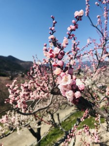杏染め スマホポーチ 100％国産シルク