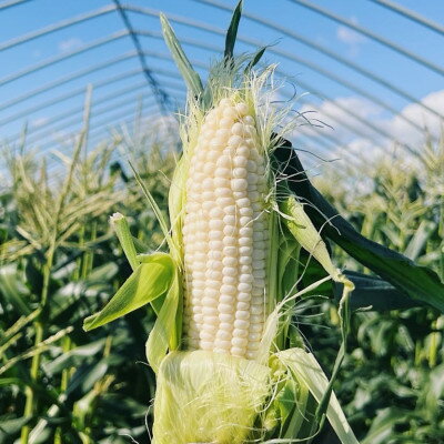 【ふるさと納税】富良野産　ホワイトショコラ　2Lサイズ　10本　露地栽培とうもろこし　【配送不可地域：離島】【1425893】
