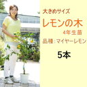 【ふるさと納税】鉢植え レモンの木 大きめサイズ 4年生 苗 5本 配送不可 北海道 沖縄 離島　【苗木・レモン・れもん・檸檬・レモンの木】