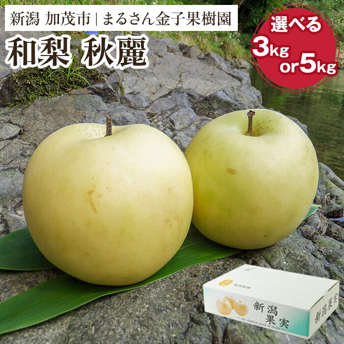【ふるさと納税】【2026年先行予約】【贈答用】和梨 秋麗 選べる内容量 「3kg」or「5kg」《9月上旬から順次発送》 果物 なし 梨 フルーツ 新鮮 新潟のフルーツ産地 加茂市 まるさん金子果樹園