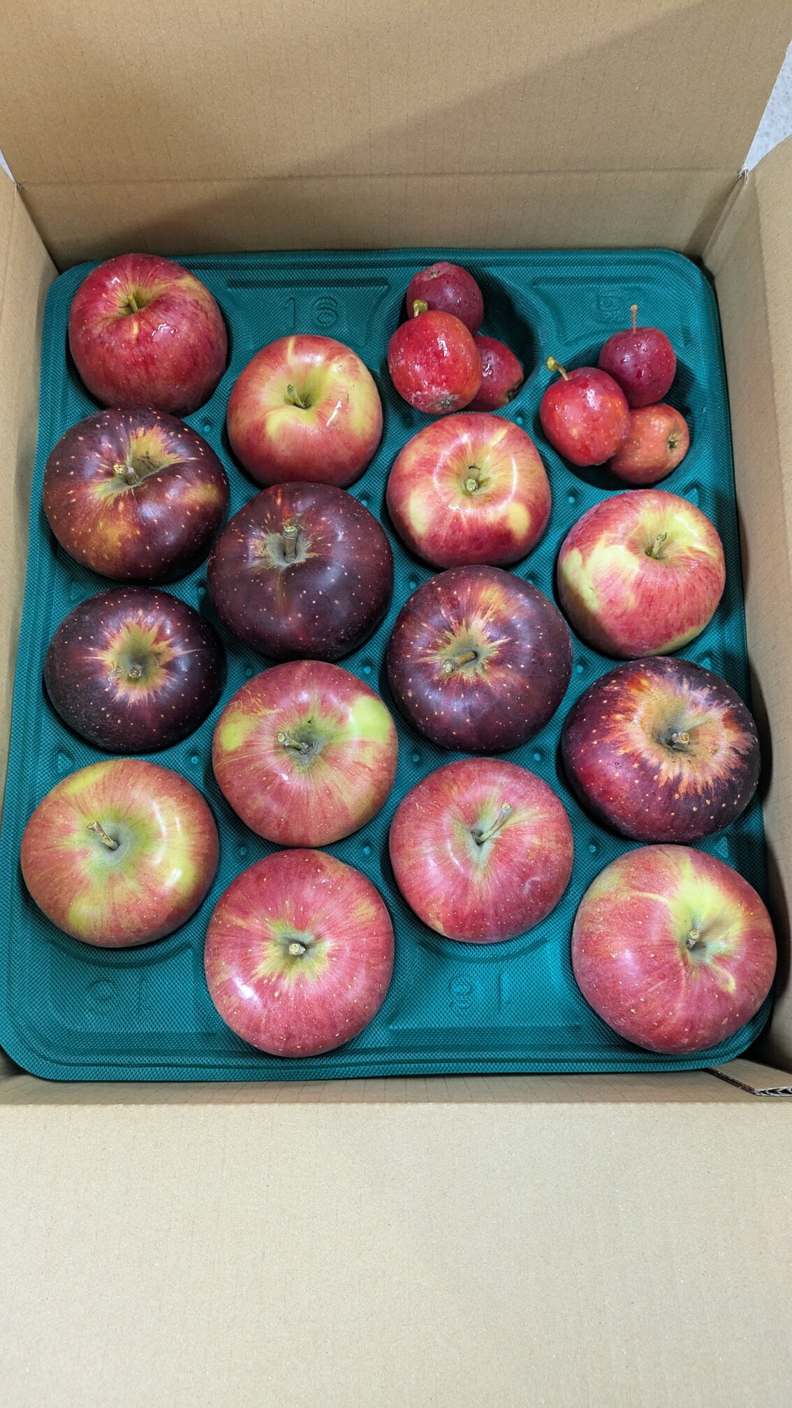 【ふるさと納税】【選べる】【果実の宝石箱】信州梓川りんご プレミアムMIX 3kg～10kg ｜ ふるさと納税 松本市 果物 林檎 りんご 果物 フルーツ 信州 美味しい 詰め合わせ 沢山 甘い サンふじ シナノスイート シナノゴールド