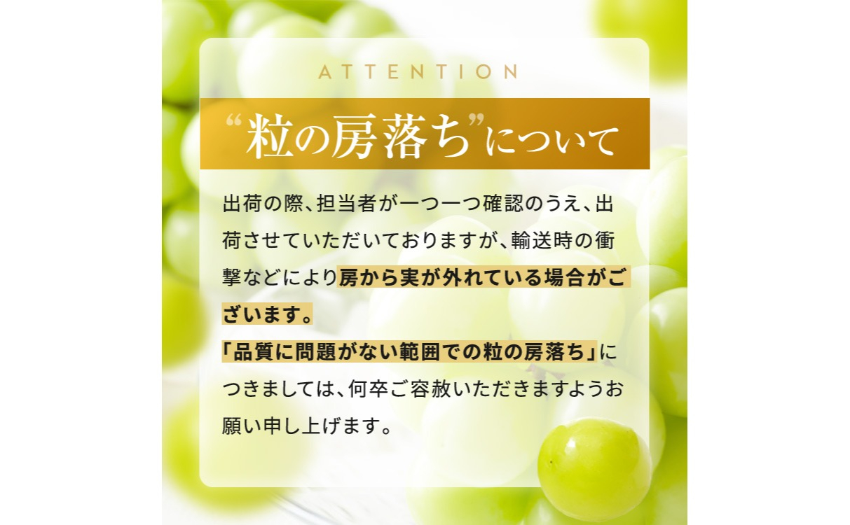 シャインマスカット 約1kg 2房 ［おぶせファーマーズ］ 果物 フルーツ ぶどう 葡萄 数量限定 先行予約 長野 信州 令和8年産 【2026年9月上旬～11月上旬発送】[F-26] 約1kg（2房