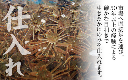 【老舗宿 白浜荘】タグ付き越前ガニ 釜茹で 約0.7kg 1杯　/ 越前ガニ ズワイガニ かに カニ 茹でがに タグ かに カニ 希少 冷蔵 コク 濃厚 珍味 ゆで [E-157003]