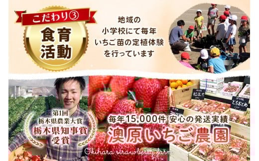 【3月以降発送】訳あり粒不揃い とちあいか 560g (280g×2P)  澳原いちご農園  | いちご 苺 イチゴ フルーツ 果物 産地直送 栃木県産 【3月以降発送】280g×2