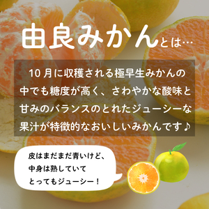 【先行予約】 みかん 由良 5kg 大石農園 静岡県 牧之原市