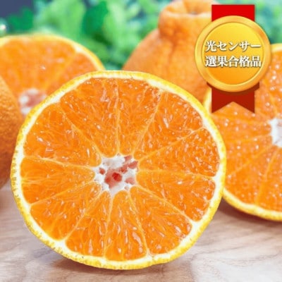 【糖度14.0以上酸1.4以下】糖酸選別品 愛媛産 不知火 (しらぬひ) 5kg【D20−61】【配送不可地域：離島】【1620228】