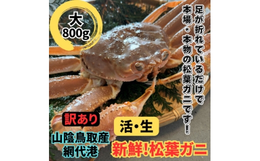 ＜さかなや新鮮組＞鳥取県産 訳あり 活松葉ガニ(大)800g以上 1枚 漁港直送【1759534】