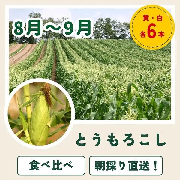 野菜セット 【令和9年産予約受付】 4回 定期便 美瑛の四季 白樺（大） 野菜詰め合わせ 