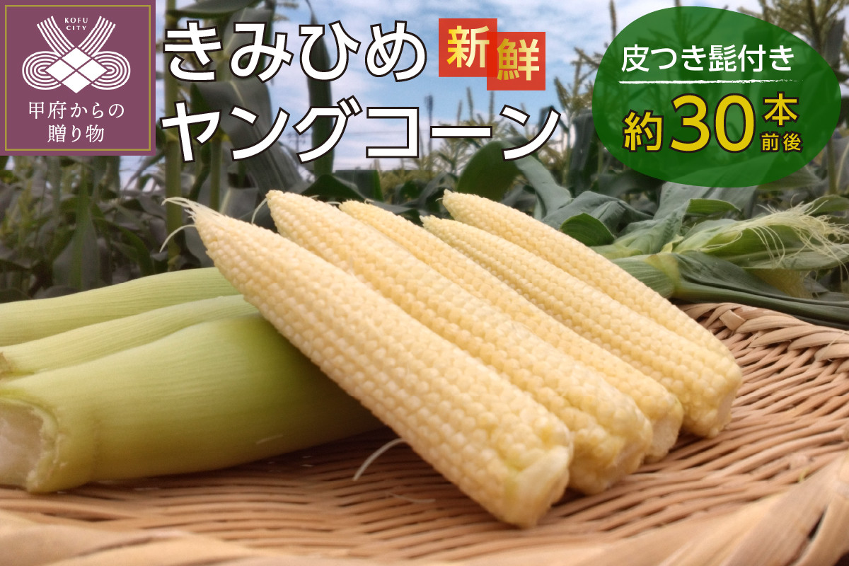 
                  【2026年発送】きみひめヤングコーン60サイズ箱満タン（山梨県甲府市限定生産）
                