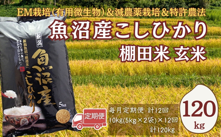 【令和8年 先行予約 定期便】魚沼産コシヒカリ棚田米 玄米 120kg (10キロ×12回) 佐藤農場|おこめ 玄米 小千谷 新潟
