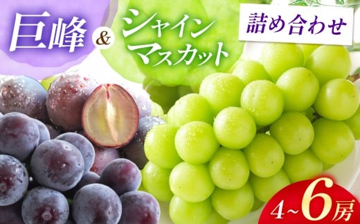 【先行予約】ブドウ 詰め合わせ シャインマスカット ＆ 巨峰 4～6房 ( 各2～3房 ) | 数量限定 新鮮 産地直送 ぶどう ブドウ 葡萄 シャイン マスカット 食べ比べ セット 果物 くだもの フルーツ 大分県産 九州産 国産 大分県 中津市