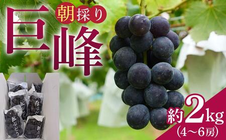 朝採り 巨峰 約2kg (4～6房) 有田巨峰村 大南農園　