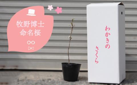 稚木の桜 ワカキノサクラ ミニ桜 苗木 牧野博士命名種 1鉢 【2026年3～4月ごろ発送分予約受付中】