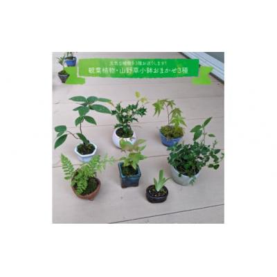 ふるさと納税 佐川町 【お任せ3種】ミニ観葉植物 |  | 03
