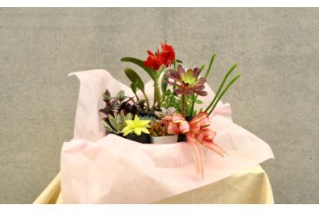人気植物10種バラエティセット(B899-1）