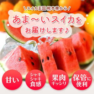 【7月以降発送 】 スイカ 王国 熊本 ！ 小玉 すいか 1玉 熊本県産 果物  西瓜 フルーツ | フルーツ 果物 くだもの すいか スイカ 熊本県 玉名市