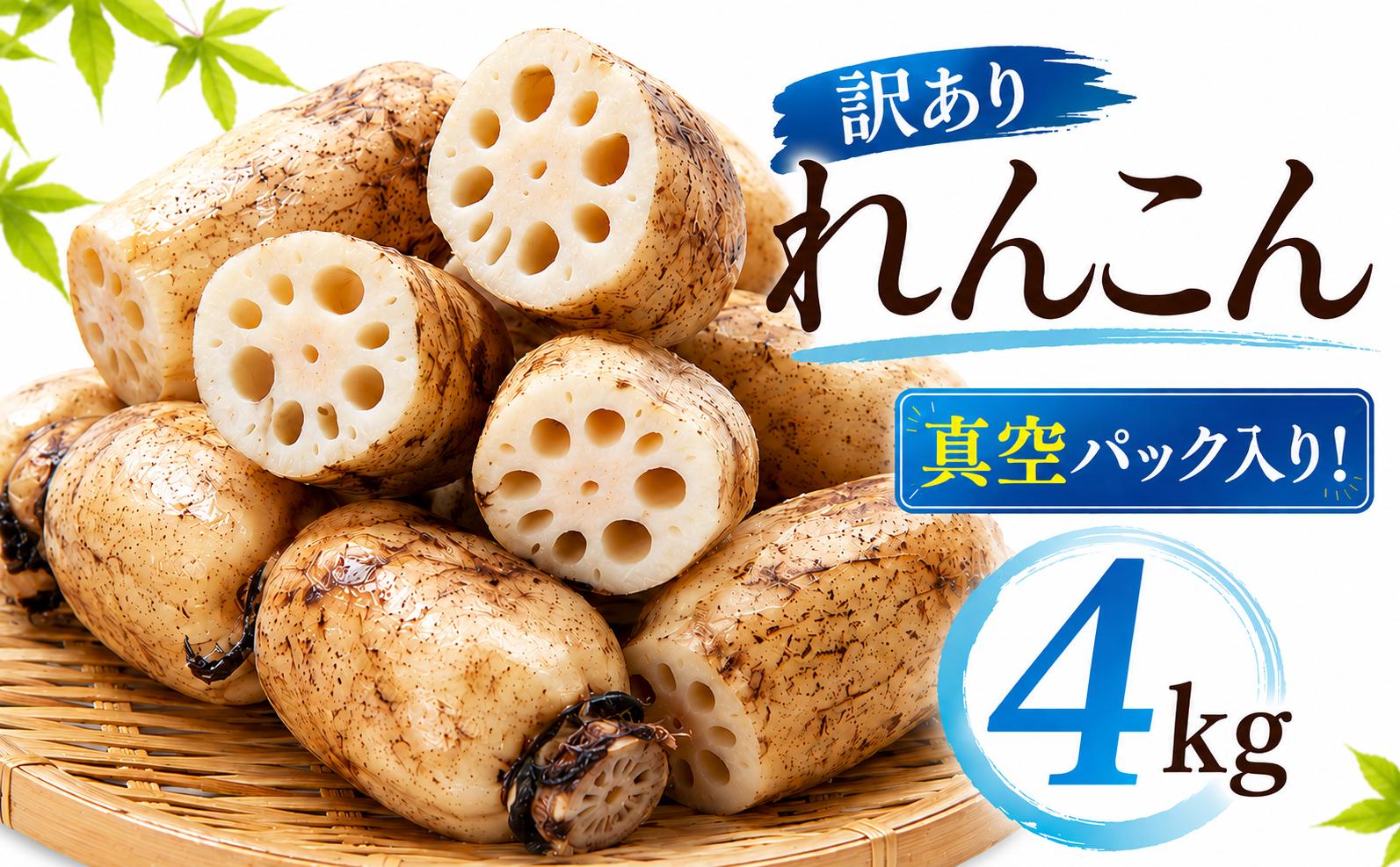 
                  訳あり れんこん 4kg レンコン 蓮根 真空パック 小分け 産地直送 国産 訳アリ 規格外品 シャキシャキ 新鮮 野菜 旬 根菜 料理 おかず 煮物 炒め物 天ぷら きんぴら お正月 おせち 茨城県 鉾田市 株式会社栗田農園
                