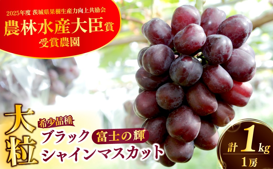 
                  ぶどう ブラックシャインマスカット 富士の輝 大房 大粒 1房 1kg以上 先行予約 生産者直送 朝採れ 期間限定｜ぶどう シャインマスカット ブラックシャインマスカット 高級 富士の輝 大房 大粒 葡萄 グレープ 果物 フルーツ 甘い おいしい 旬 農家直送  限定 果樹 高級果物 お取り寄せ 新鮮 人気 品種 デザート スイーツ 美味しい 人気 本多巨峰園 茨城県 常陸太田市
                