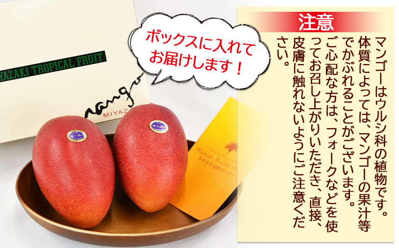 ＜宮崎県産 完熟マンゴー B等級 B4Lサイズ×2玉（合計約1kg）＞2025年4月下旬～2025年6月下旬迄に順次出荷【 完熟マンゴー 完熟 マンゴー フルーツ 果物 くだもの おいしい 美味しい 