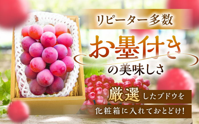 【2025年先行予約】【数量限定】【贈答用】リピーターが続出中！クイーンニーナ 1房（約500g）秀品・化粧箱入り 島根県雲南市/ギアファーム [AIAB005]
