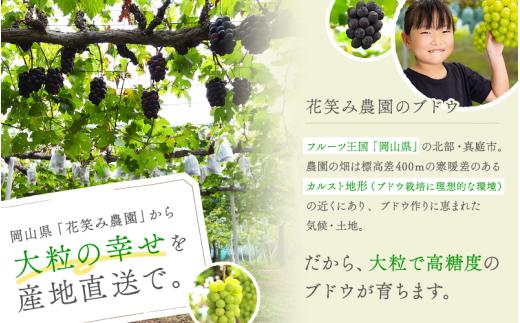 【2026年の先行予約です！】ぶどう 岡山 花笑み農園『ニューピオーネ』約2kg（3～4房） 贈答用 岡山 真庭 ピオーネ 高級 2kg 贈答 2026真庭市 大粒 葡萄 果物 フルーツ 濃厚ピオーネ