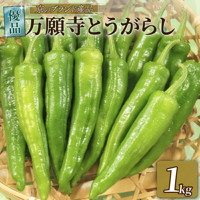 【ふるさと納税】 【 期間限定 7月8日まで受付 】万願寺とうがらし 1kg A品(優品) 京野菜 とうがらし 国産 新鮮 旬野菜 旬 美味しい おいしい ブランド 京都府 期間限定 野菜 京都 万願寺唐辛子 ふるさと納税 ふるさと納税野菜