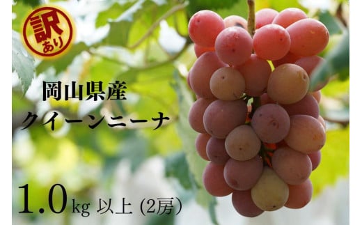 訳あり クイーンニーナ　2房 合計1.0kg以上 産地直送 朝採れ ぶどう 葡萄 岡山 Kawahara Green Farm　岡山県産 2025