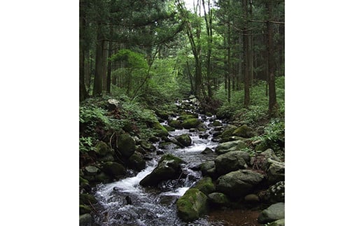 【定期便12回】産地直送栃木県のブランド魚「プレミアムヤシオマス」の塩麹漬 2切入×2パック  [ 冷凍便 ] | 魚 ます 養殖 産地直送 栃木県 (毎月お届け）