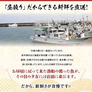 担当者厳選！ 伊勢海老(小)1.0kg（5～9尾） 【 伊勢えび 魚介類 いせえび 海産物 宮崎県産 国産 伊勢海老】