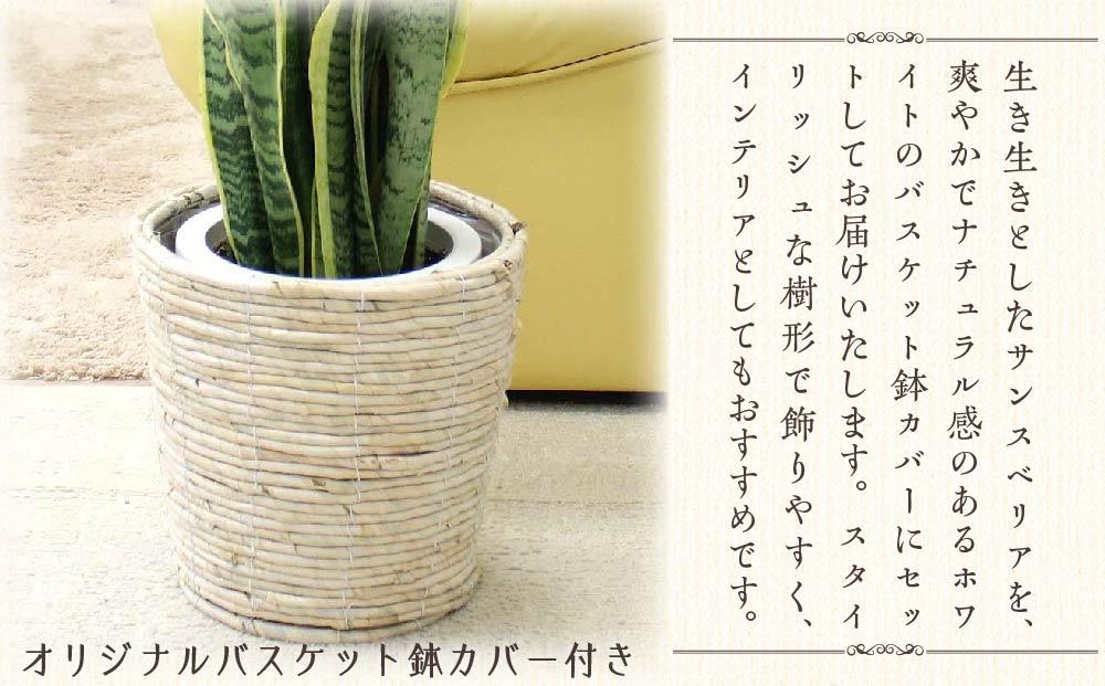 【観葉植物】サンスベリア 7号 ホワイトバスケット鉢カバー 土の表面：ウッドチップ 土の表面:ウッドチップ ｜観葉植物 インテリア 部屋 おしゃれ 福岡県筑前町 送料無料
