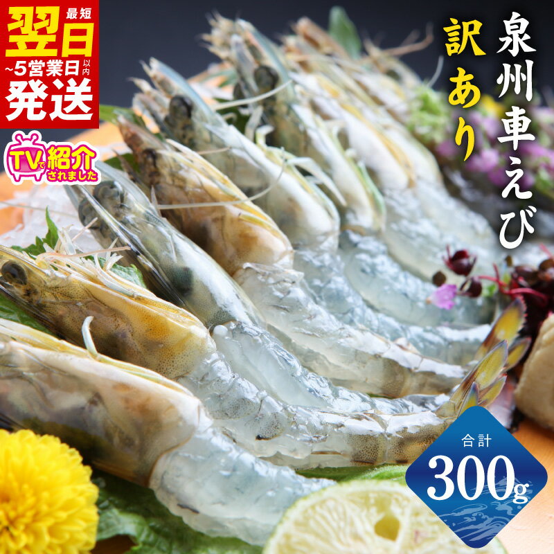 【ふるさと納税】【訳あり】 泉州車えび 300g 生食可 サイズ不揃い 生 車えび エビ 活車海老 プリプリ 鮮度抜群 お試し 養殖 お造り 冷凍 瞬間冷凍 魚介類 お取り寄せ お取り寄せグルメ 最短 翌日発送 5営業日 泉佐野市 送料無料